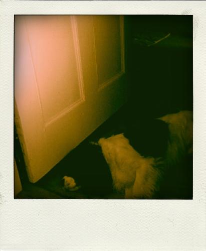 my dog - nice pic of my dog.