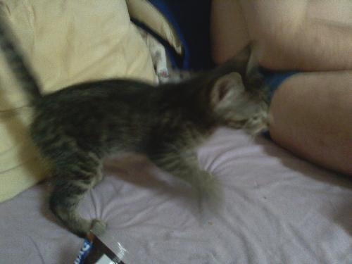 honney bee - are odd cat.