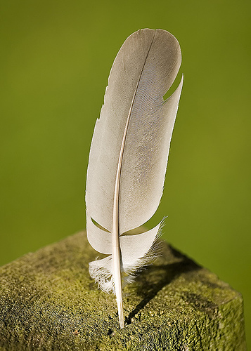 A mere feather ----- - the ultimate cat's toy!! A mere feather ----- - the ultimate cat's toy!!