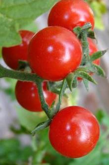 Mariachi Tomatoes - Best tomatoes in the WHOLE world!!