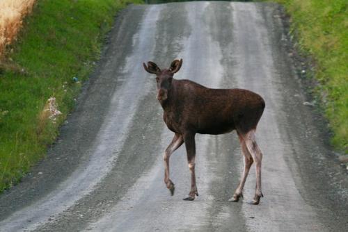Young moose - Young moose crossing the road