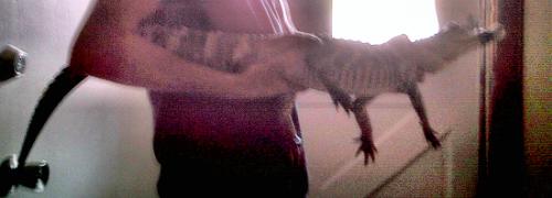 alligator in my house - This alligator came through the open back door of my house!