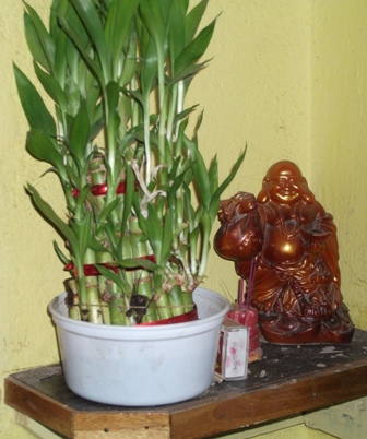 laughing buddha and mini bamboo plant - picture of laughing buddha and mini bamboo plant in my home