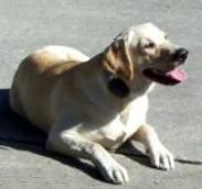 A fat yellow lab - The poor dog was panting and he was unable to play with Binne for more than a few minutes