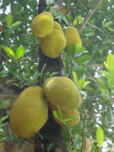 Jackfruit from my garden - jackfruits in my garden