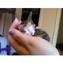 new born tortoise shell calico - Baby Mimi one day after she was born :)