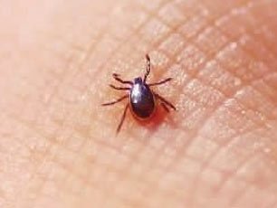 ticks - this is an insect called ticks which will lead to man's death.