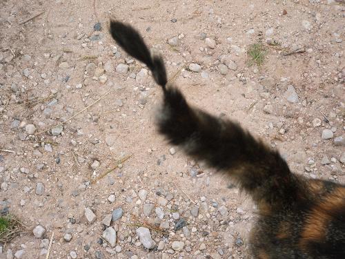 Zola's tail. - Zola did something to her tail. What she did is anyone guess! Zola's tail. - Zola did something to her tail. What she did is anyone guess!