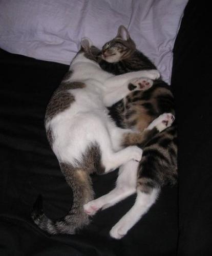 A Pair of Sleeping Scaredy Cats! - A picture of my girls from a couple of years ago.