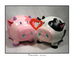 cows in love - cows in love and it can be the symbol of love