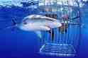 Shark cage - Shark cage in water