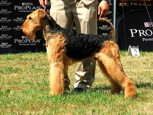 Joval Victory of the Mind - This is Binne's father, Morris, during a show in 2009 when he won the Reserve Best in Show title.