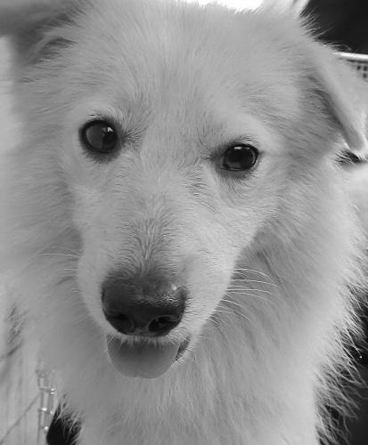Japanese Spitz - My doggie boy