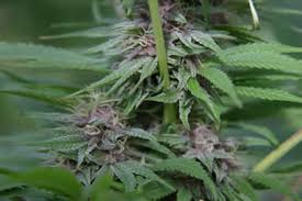 weed - this is a plant that grows a certain kinds of buds