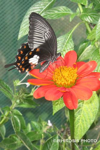 Butterfly - Taken in a butterfly garden.
