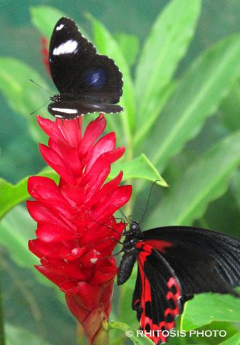 Butterfly - Taken in a butterfly garden.