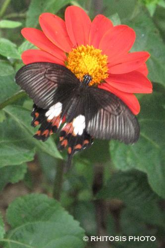 Butterfly - Taken in a butterfly garden.