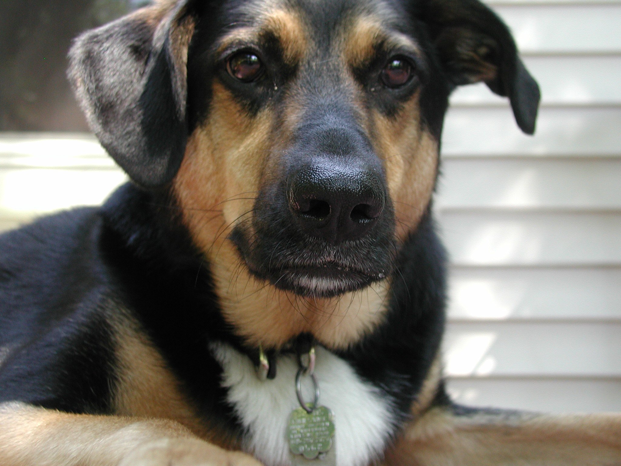 Mo - A picture of our dog lounging around on the front porch