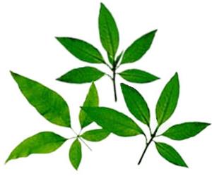 Lagundi Plant - Lagundi (scientific name: Vitex negundo)