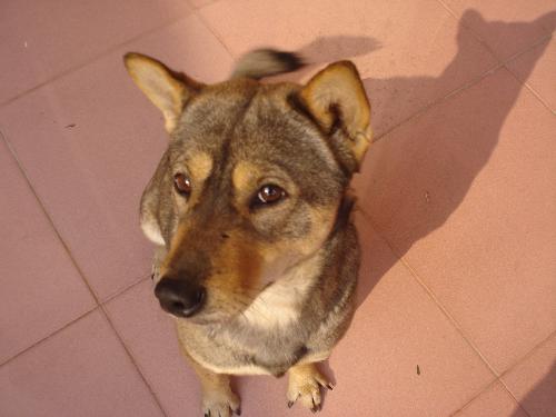 my dog - She looks like being embarrassed.