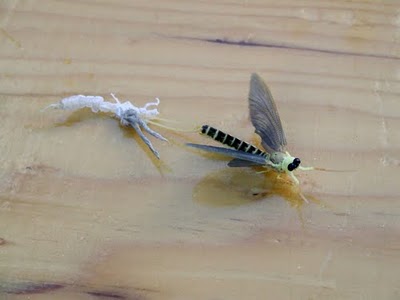 The Tisa Mayfly (Palingenia longicauda) - is the largest mayfly species in Europe, males measuring up to 12 cm 5 inches) from head to tail. This long-tailed mayflies are aquatic insects which belong to the Ephemeroptera order. Their larval stage usually lasts three years. The adults are short-lived: once fully matured, they have roughly three hours to mate and then die. The Tisa Mayfly (Palingenia longicauda) - is the largest mayfly species in Europe, males measuring up to 12 cm 5 inches) from head to tail. This long-tailed mayflies are aquatic insects which belong to the Ephemeroptera order. Their larval stage usually lasts three years. The adults are short-lived: once fully matured, they have roughly three hours to mate and then die.