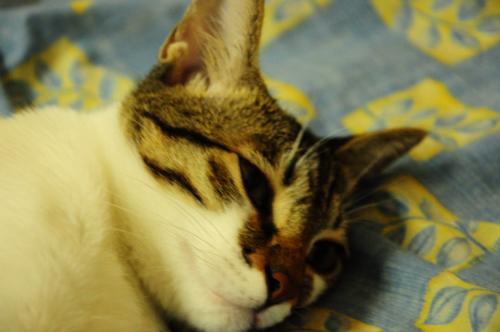 my cat - This is my cat on my bed. She became my pet since seven months ago.
