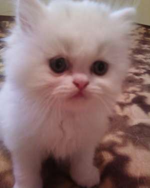 white cat  - cute lil cat
