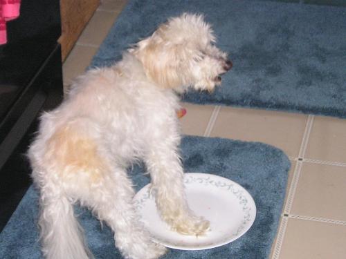 My Watermelon - Rascal with his paw on his plate after getting some watermelon.  He says, where is some more?