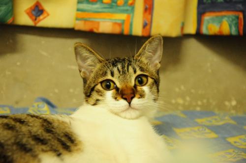my cat 1 - Look so smart