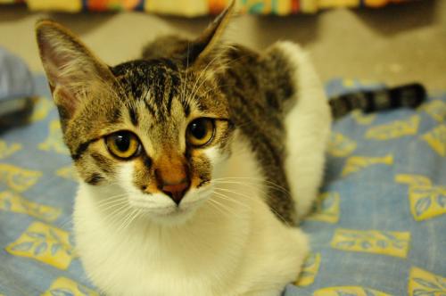 my cat 2 - Take with top angle