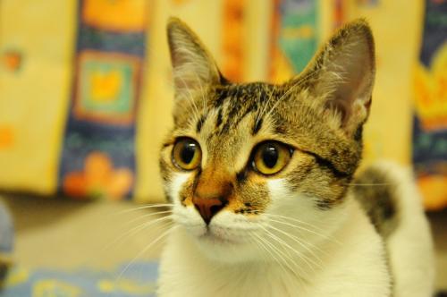 my cat 3 - What she is looking at?