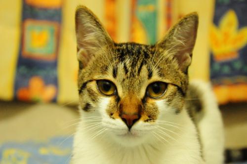 my cat 4 - take by a front angle