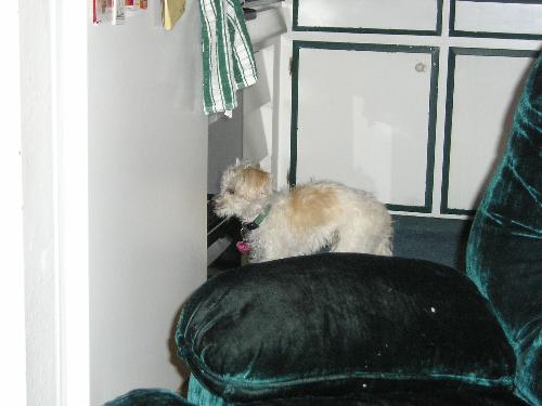 Where are those Nachos? - Rascal waiting for those nachos to come out
