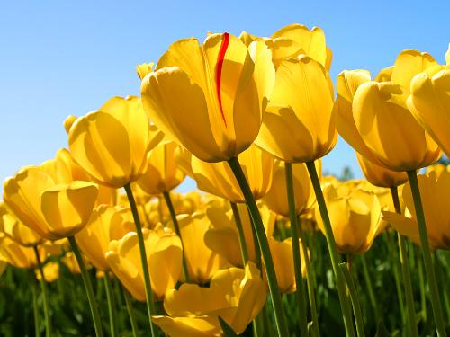 lovely flowers  - Seeing your garden with flowers are blooming, i can feel tranquility, peace of mind and calmness all over the place. It is like i'm into another world, stress-free and no wars.