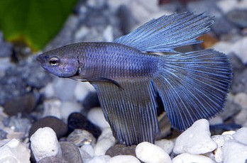 Betta - Male Delta Tail Betta.