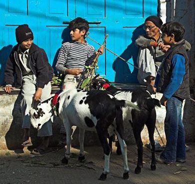 goats for sell - goats are sold, will be killed for meat