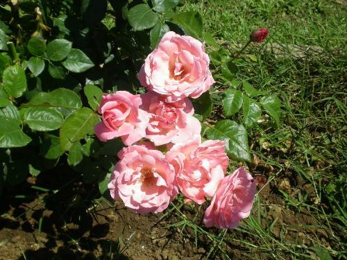 Pink Roses - Shoot taken in June!