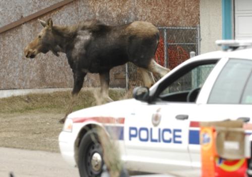 Moose - A moose loose in the city