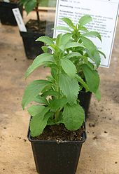 stevia or gudmari - Stevia plant, looks like Gudmari plant in my place stevia or gudmari - Stevia plant, looks like Gudmari plant in my place