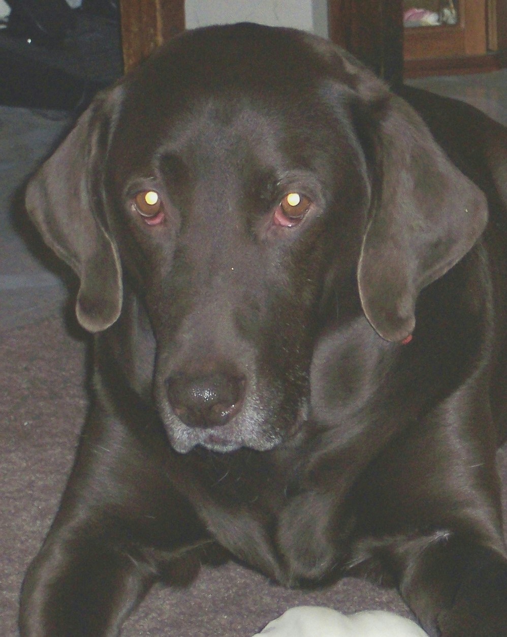 Harley - a pic of my choc lab harley.