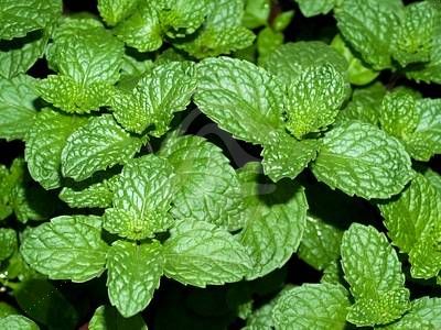 mint leaves - mint leaves are useful in many ways