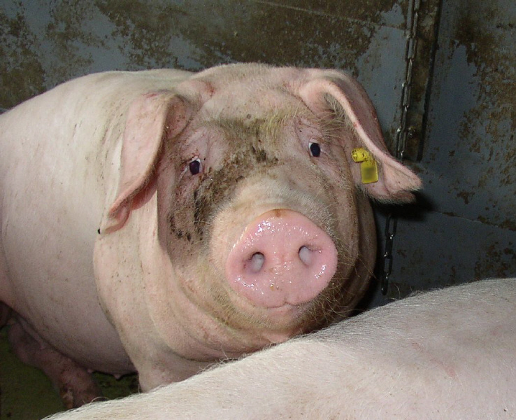 Pig - Big and pretty Piggy