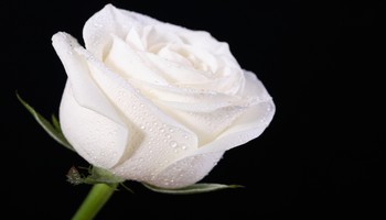 White rose - White rose with dark background