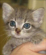 Just one of the many cats killed in shelters  - Taco..a baby kitten euthanized at a shelter