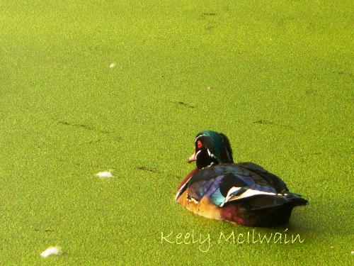 One of my items - This photo was taken at a pond in Winnipeg, Manitoba. Fall 2010  I believe it is a Wood Duck.