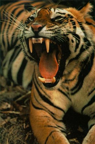 scary tiger^^ - very scary tiger^^