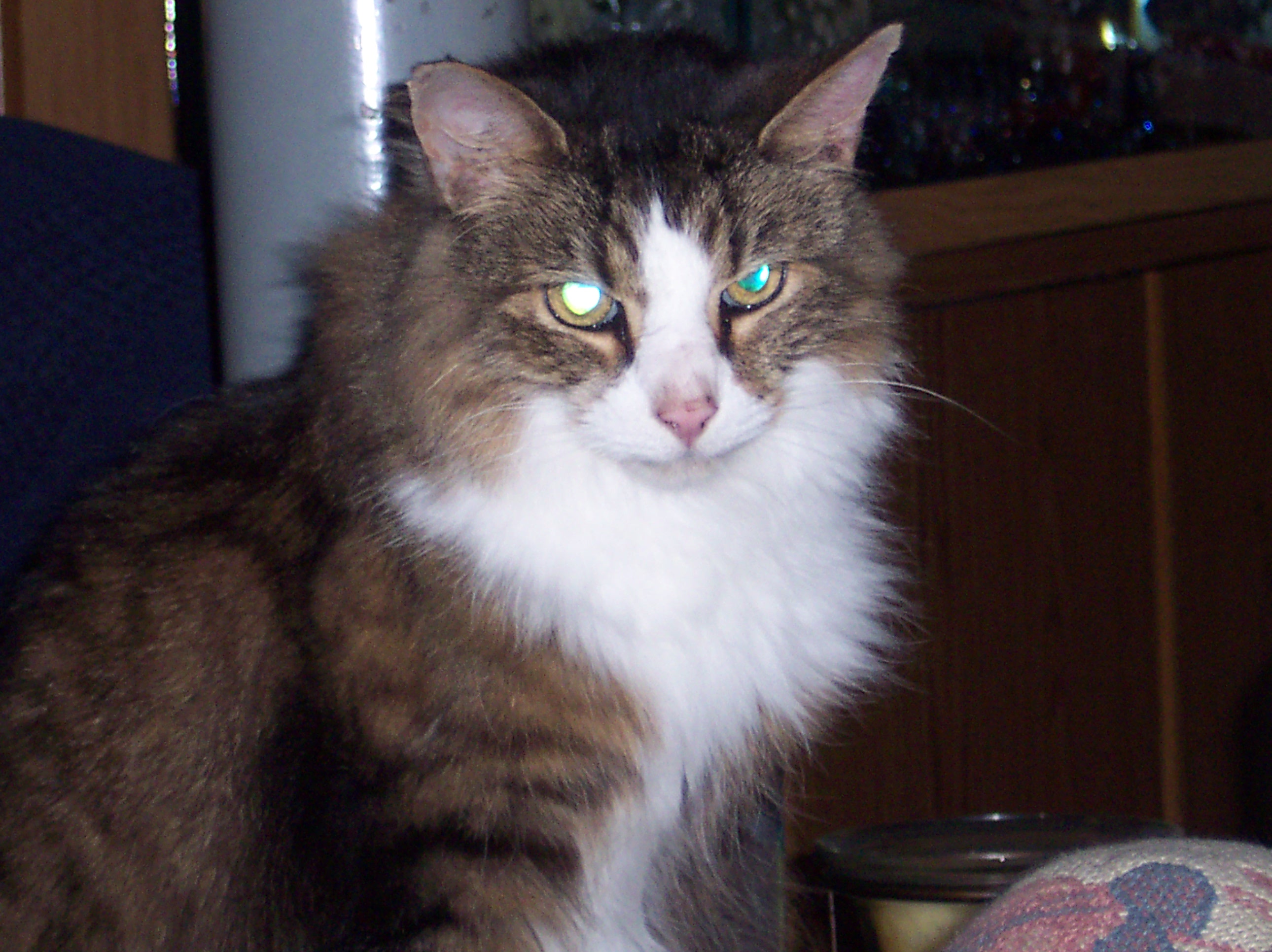 Nabisco - My cat Nabisco