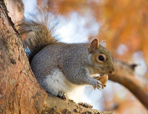 Squirrel - A squirrel hoarding a nut