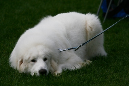 White dog - Big, white and furry dog