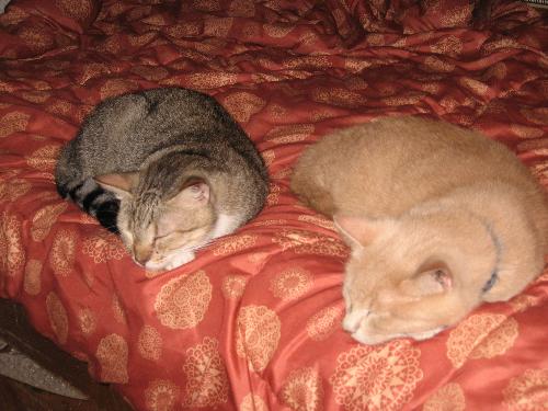 Tony and Ping - Ping is the orange one Tony and Ping - Ping is the orange one